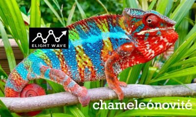chameleónovité