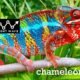 chameleónovité